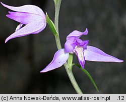 Cephalanthera rubra (buławnik czerwony)