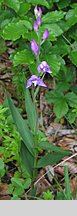 Cephalanthera rubra (buławnik czerwony)