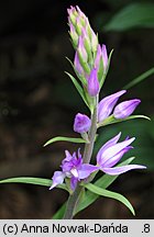 Cephalanthera rubra (buławnik czerwony)