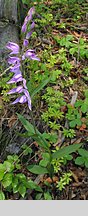 Cephalanthera rubra (buławnik czerwony)