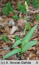 Cephalanthera rubra (buławnik czerwony)