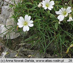 Cerastium tatrae