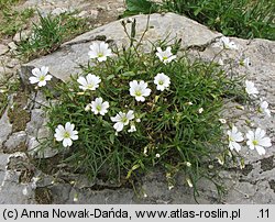 Cerastium tatrae (rogownica Raciborskiego)