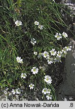 Cerastium tatrae