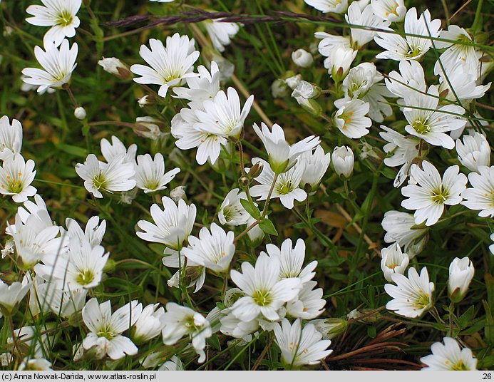 Cerastium cerastioides