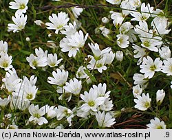 Cerastium cerastioides