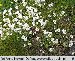 Cerastium cerastioides