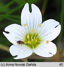 Cerastium cerastioides