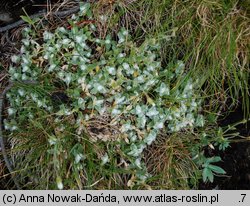 Cerastium eriophorum (rogownica watowata)