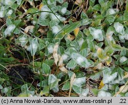 Cerastium eriophorum (rogownica watowata)