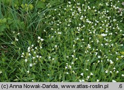 Cerastium fontanum (rogownica źródlana)