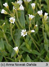 Cerastium fontanum (rogownica źródlana)