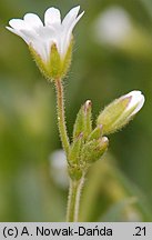 Cerastium fontanum (rogownica źródlana)