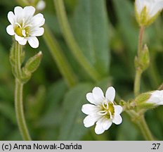 Cerastium fontanum (rogownica źródlana)