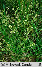 Cerastium glomeratum (rogownica skupiona)