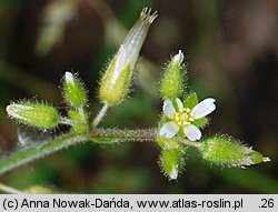 Cerastium glomeratum (rogownica skupiona)