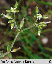 Cerastium glomeratum (rogownica skupiona)