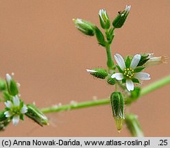 Cerastium glomeratum (rogownica skupiona)