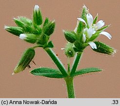 Cerastium glomeratum (rogownica skupiona)