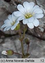 Cerastium tatrae (rogownica Raciborskiego)