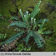 Asplenium ceterach (zanokcica śledzionka)