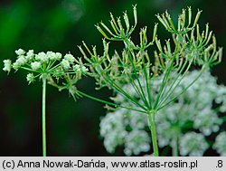 Chaerophyllum aromaticum (świerząbek korzenny)