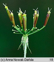 Chaerophyllum aromaticum (świerząbek korzenny)