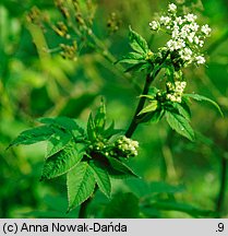 Chaerophyllum aromaticum (świerząbek korzenny)