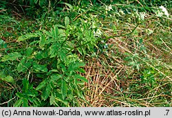 Chaerophyllum aromaticum (świerząbek korzenny)