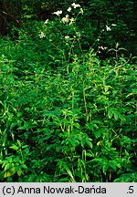 Chaerophyllum aromaticum (świerząbek korzenny)