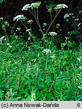 Chaerophyllum aromaticum (świerząbek korzenny)