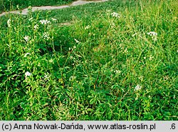 Chaerophyllum aromaticum (świerząbek korzenny)