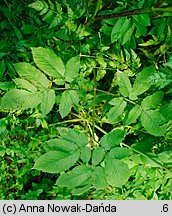 Chaerophyllum aromaticum (świerząbek korzenny)