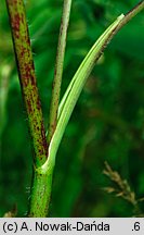 Chaerophyllum aromaticum (świerząbek korzenny)