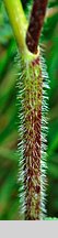 Chaerophyllum aromaticum (świerząbek korzenny)