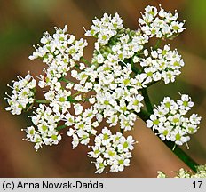 Chaerophyllum aromaticum (świerząbek korzenny)