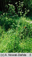 Chaerophyllum bulbosum (świerząbek bulwiasty)