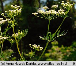 Chaerophyllum bulbosum (świerząbek bulwiasty)