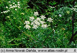 Chaerophyllum bulbosum (świerząbek bulwiasty)