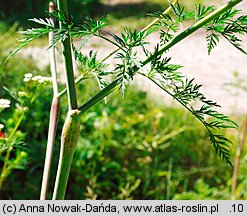 Chaerophyllum bulbosum (świerząbek bulwiasty)