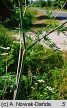 Chaerophyllum bulbosum (świerząbek bulwiasty)