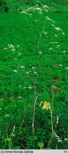 Chaerophyllum bulbosum