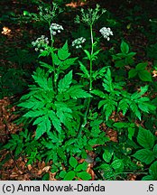 Chaerophyllum hirsutum