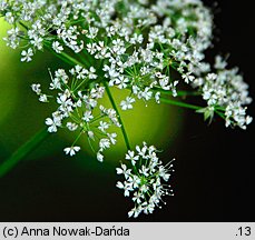 Chaerophyllum hirsutum