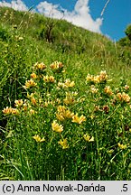 Chamaecytisus albus (szczodrzeniec zmienny)