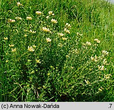 Chamaecytisus albus (szczodrzeniec zmienny)