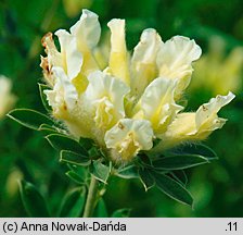 Chamaecytisus albus (szczodrzeniec zmienny)