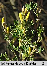 Chamaecytisus ruthenicus (szczodrzeniec ruski)