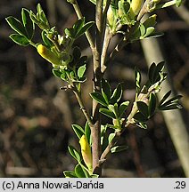 Chamaecytisus ruthenicus (szczodrzeniec ruski)