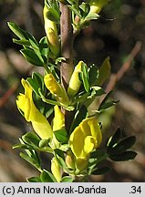 Chamaecytisus ruthenicus (szczodrzeniec ruski)